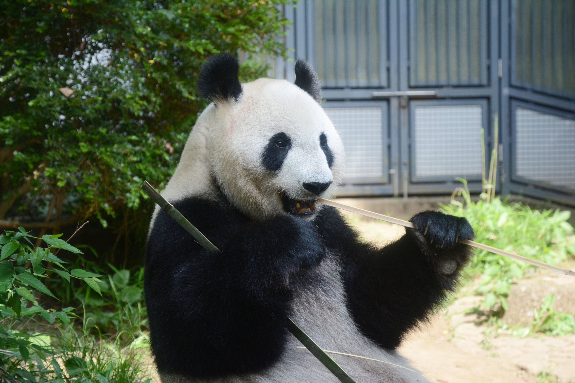 Panda hope. Зоопарк Уэно в Токио. Панды в зоопарке Уэно. Большая Панда. Смешная Панда.