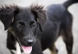 "No compres, adopt": el argentino lo entendi a la perfeccin