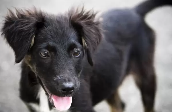 "No compres, adoptá": el argentino lo entendió a la perfección