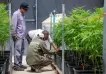 El Gobierno impulsa la producción de cannabis en el país