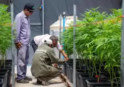 El Gobierno impulsa la produccin de cannabis en el pas