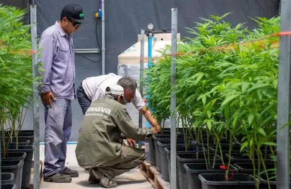 El Gobierno impulsa la producción de cannabis en el país