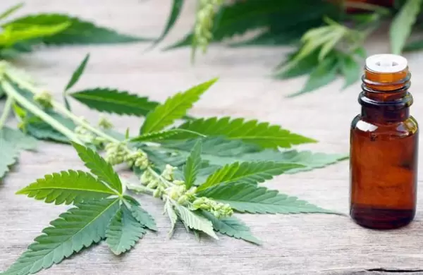 Avanza el proyecto para regular la industria de cannabis medicinal en la Argentina
