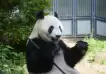 Mundo real: El embarazo de una panda hace subir las acciones de Tokio