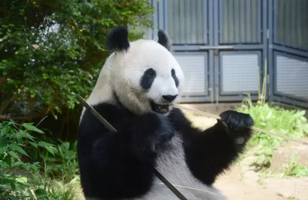 Mundo real: El embarazo de una panda hace subir las acciones de Tokio