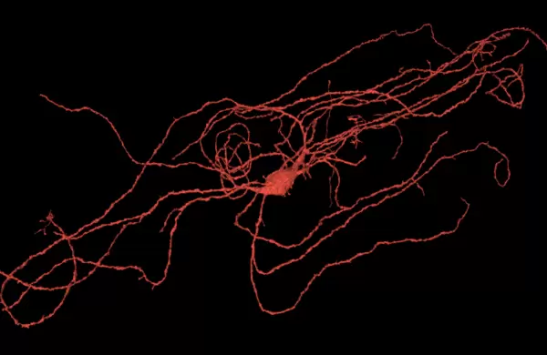 Cómo es el mapa 3D del cerebro creado por Google y Harvard