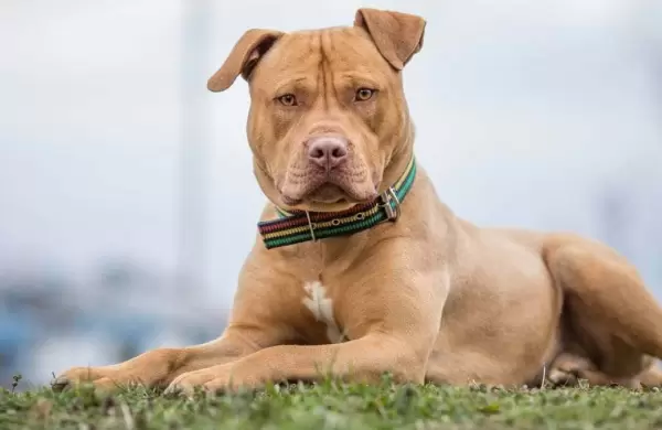 Cuáles son los últimos requisitos para la tenencia de perros peligrosos