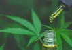 Directivos de ELEA: "Nuestro cannabis medicinal es 10 veces más barato que el de la competencia"