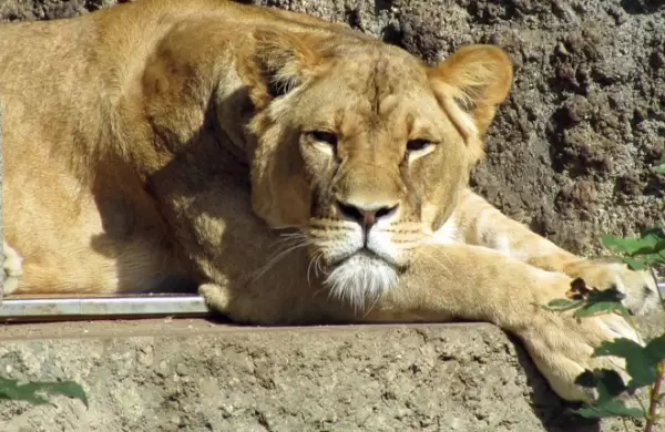 Confirman que cuatro leones tienen Covid variante Delta