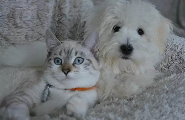 Mascotas, un negocio que crece en pandemia