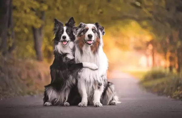 Segn una investigacin, esta es la raza de perro ms inteligente