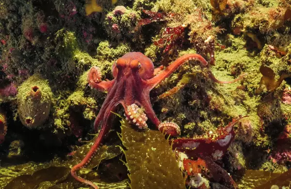 Guardianes del mar