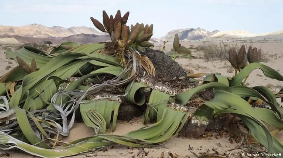 Welwitschia mirabilis