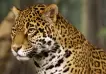 Entre unicornios y gacelas, emergen las empresas jaguares