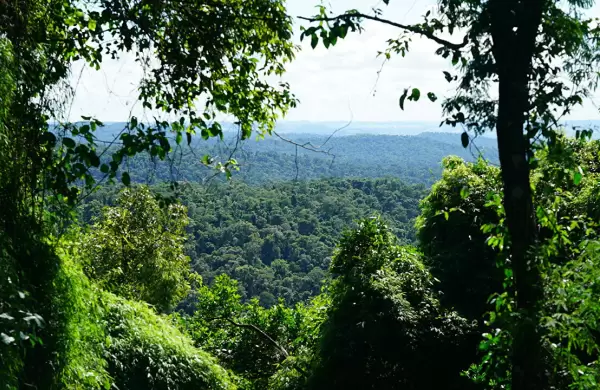 Cómo es la criptomoneda que ayuda a la preservación de bosques y selvas