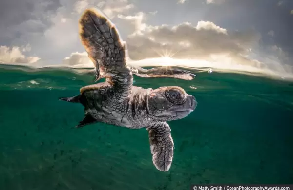 Mejor fotografía submarina: 20 imágenes impactantes del Ocean Photography Award