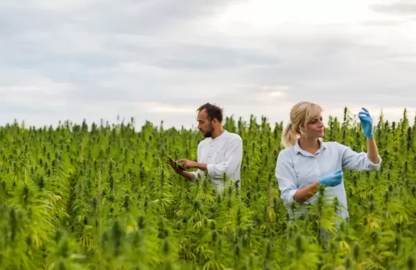 Cómo es la empresa neoyorkina que facturará 150 millones de dólares con la marihuana