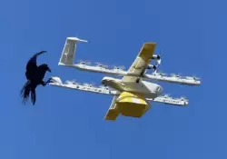 Videos: Cmo las aves pelean con los drones de Google en pleno envo