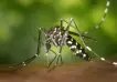 Un hallazgo sobre el dengue podría cambiar la historia de la enfermedad