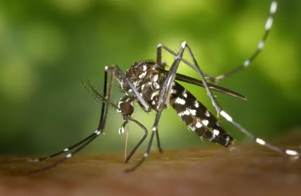 Cuáles y cómo son las vacunas contra el dengue que hay en la Argentina