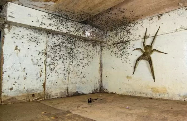 Fotgrafo de vida silvestre del ao 2021: las impresionantes fotos ganadoras