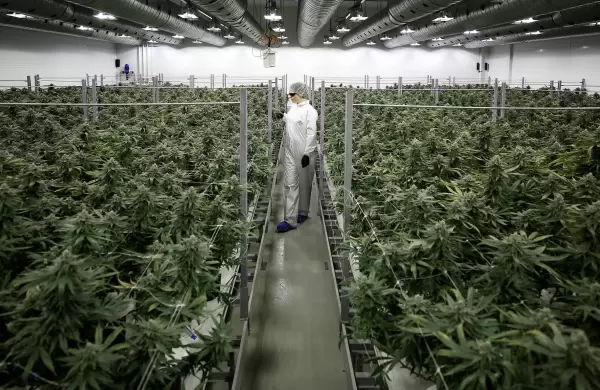 Qué atrae a las grandes empresas a invertir en el negocio del cannabis