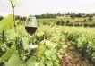 Qué pide la industria vitivinícola para no morir en el intento