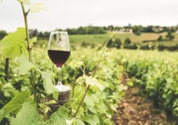 Estos son los mejores vinos del 2022, segn el London Wine Competition