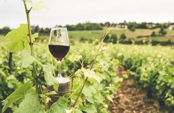 Día del Vino: por qué se celebra el 24 de noviembre y cuánto se consume en la Argentina