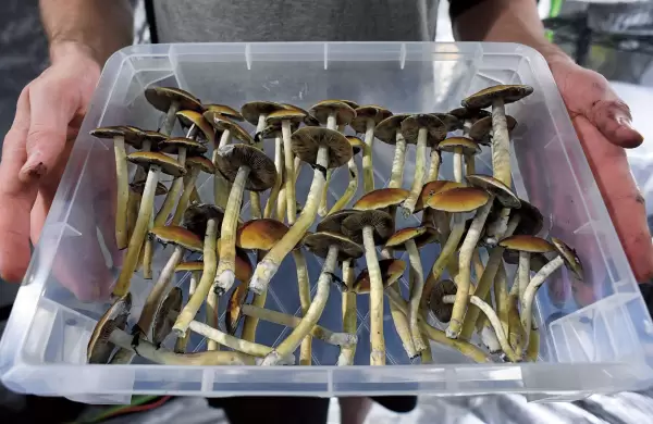 Ministerio de Ciencia financiará estudios sobre hongos comestibles en Misiones