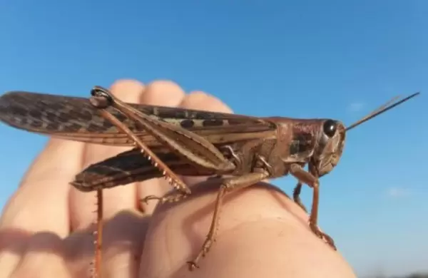 La Unión Europea aprueba a la langosta como "alimento seguro"