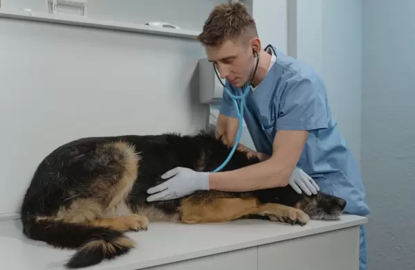 Una startup argentina lanzó el primer seguro económico para mascotas
