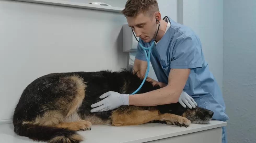 Veterinario