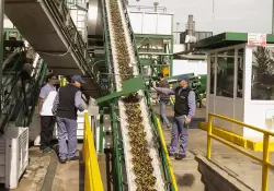 "Oro verde": el producto con gran potencial de crecimiento en Argentina