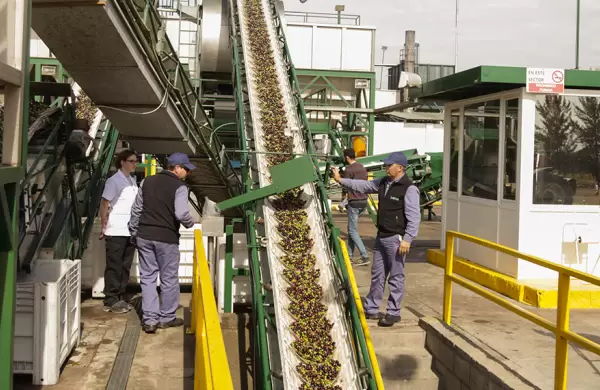 "Oro verde": el producto con gran potencial de crecimiento en Argentina