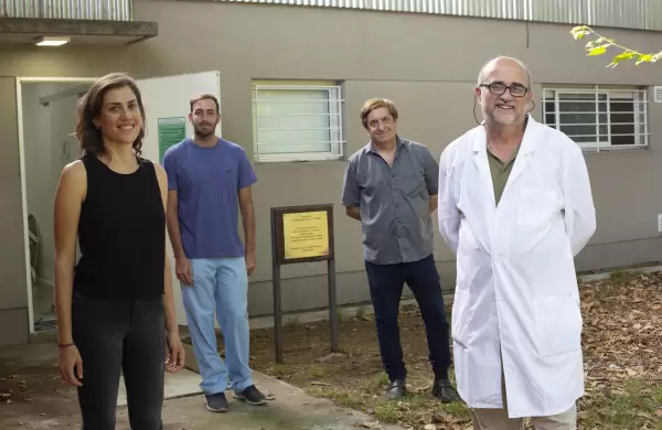 Xenotrasplante: la Argentina est a punto de producir animales genticamente modificados para trasplantes a humanos