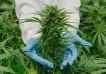 Una empresa canadiense y un laboratorio argentino se asocian para producir cannabis medicinal