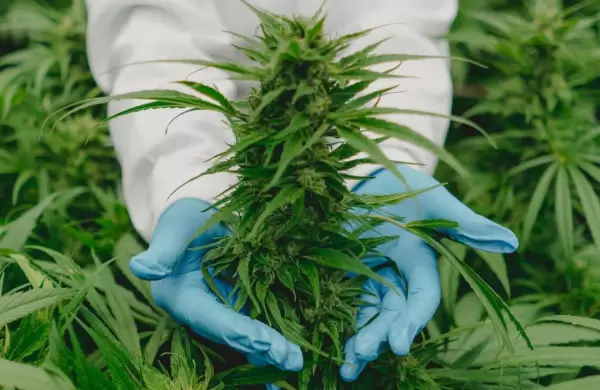 Una empresa canadiense y un laboratorio argentino se asocian para producir cannabis medicinal