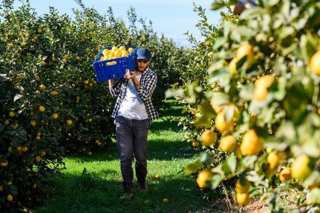 Ranking: ¿Quiénes se reparten el creciente negocio de los limones en la  Argentina? - Forbes Argentina