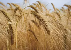 Buena noticia para Caputo: Argentina se encamina a una cosecha récord de trigo y refuerza su perfil exportador