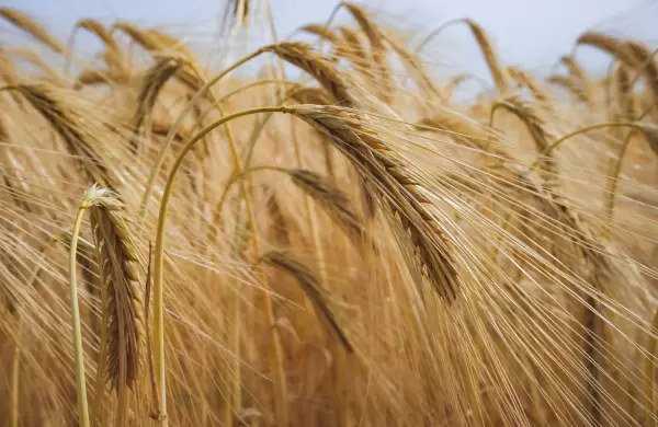 Buena noticia para Caputo: Argentina se encamina a una cosecha récord de trigo y refuerza su perfil exportador