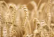 El trigo alcanzó su valor más alto en 14 años: a cuánto cotiza la tonelada