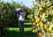 Ranking: ¿Quiénes se reparten el creciente negocio de los limones en la Argentina?