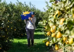 Ranking: Quines se reparten el creciente negocio de los limones en la Argentina?