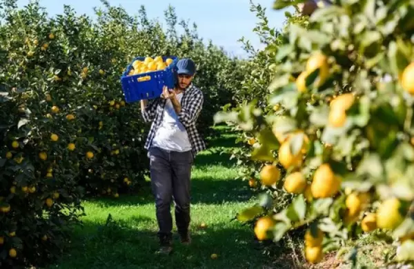 Ranking: ¿Quiénes se reparten el creciente negocio de los limones en la Argentina?