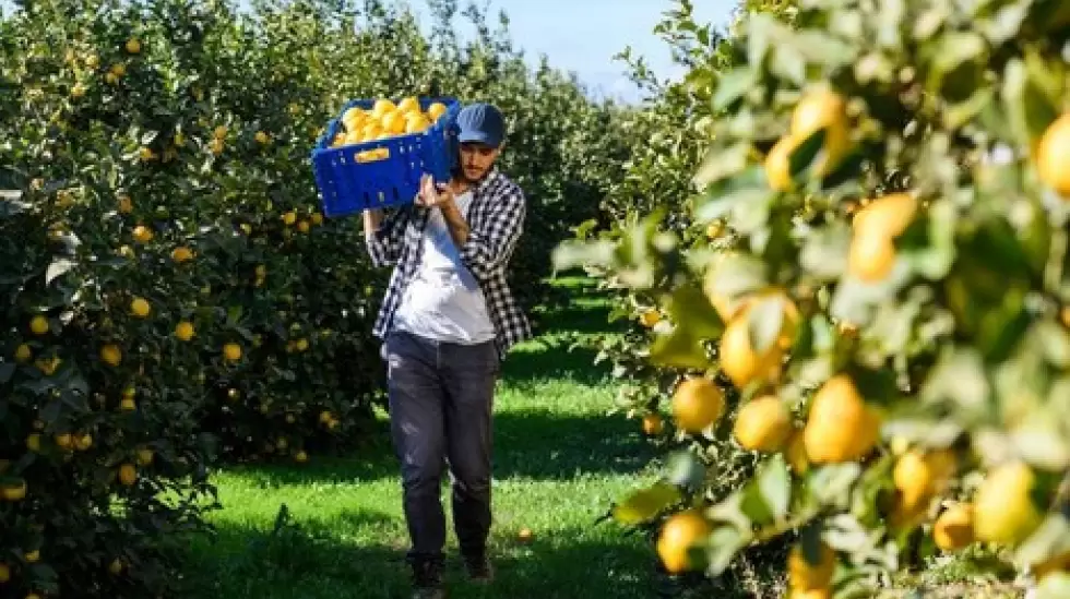 Quines son los principales jugadores de la produccin de limones