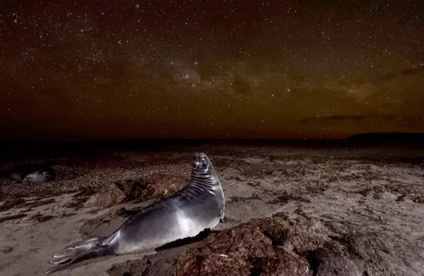Una argentina, premiada en un concurso internacional por su foto de un cachorro de elefante marino