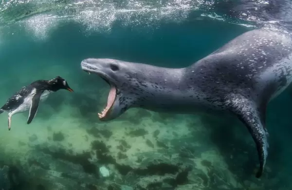 Estas son las 20 imgenes ganadoras del World Nature Photography Awards