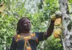 Libre de trabajo infantil y deforestación, como camino hacia la una industria del cacao sostenible