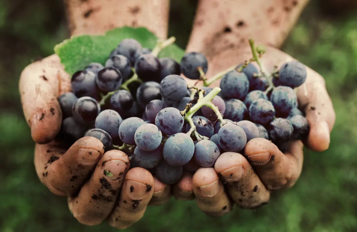 El negocio de beber menos: las bodegas argentinas apuestan por los vinos con baja o nula graduación alcohólica